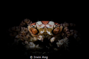 B O X E R
Boxer crabs, boxing crabs and pom-pom crabs (L... by Irwin Ang 